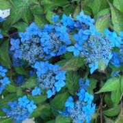 ヒメ日記 2025/06/19 21:51 投稿 すみれ 北九州人妻倶楽部（三十路、四十路、五十路）