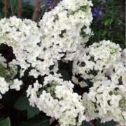 ヒメ日記 2025/06/20 17:21 投稿 すみれ 北九州人妻倶楽部（三十路、四十路、五十路）