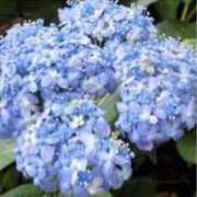 ヒメ日記 2025/06/21 15:51 投稿 すみれ 北九州人妻倶楽部（三十路、四十路、五十路）