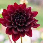 ヒメ日記 2025/06/23 08:51 投稿 すみれ 北九州人妻倶楽部（三十路、四十路、五十路）