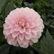 ヒメ日記 2025/06/24 12:30 投稿 すみれ 北九州人妻倶楽部（三十路、四十路、五十路）