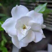 ヒメ日記 2025/06/26 09:33 投稿 すみれ 北九州人妻倶楽部（三十路、四十路、五十路）