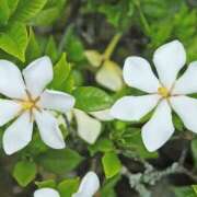 ヒメ日記 2025/06/26 11:18 投稿 すみれ 北九州人妻倶楽部（三十路、四十路、五十路）