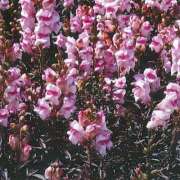 ヒメ日記 2025/06/27 12:51 投稿 すみれ 北九州人妻倶楽部（三十路、四十路、五十路）