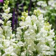 ヒメ日記 2025/06/30 12:21 投稿 すみれ 北九州人妻倶楽部（三十路、四十路、五十路）