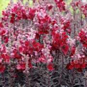 ヒメ日記 2025/07/01 15:36 投稿 すみれ 北九州人妻倶楽部（三十路、四十路、五十路）