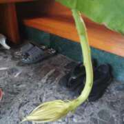 ヒメ日記 2025/07/02 07:48 投稿 すみれ 北九州人妻倶楽部（三十路、四十路、五十路）