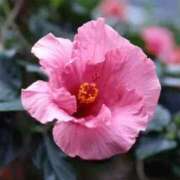 ヒメ日記 2025/07/02 13:06 投稿 すみれ 北九州人妻倶楽部（三十路、四十路、五十路）