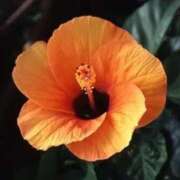 ヒメ日記 2025/07/03 12:21 投稿 すみれ 北九州人妻倶楽部（三十路、四十路、五十路）