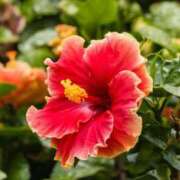 ヒメ日記 2025/07/04 20:39 投稿 すみれ 北九州人妻倶楽部（三十路、四十路、五十路）