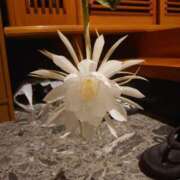 ヒメ日記 2025/07/06 15:36 投稿 すみれ 北九州人妻倶楽部（三十路、四十路、五十路）