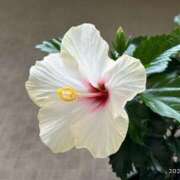 ヒメ日記 2025/07/08 09:51 投稿 すみれ 北九州人妻倶楽部（三十路、四十路、五十路）