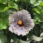 ヒメ日記 2025/07/09 18:03 投稿 すみれ 北九州人妻倶楽部（三十路、四十路、五十路）