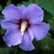 ヒメ日記 2025/07/10 02:06 投稿 すみれ 北九州人妻倶楽部（三十路、四十路、五十路）