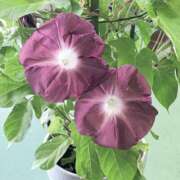 ヒメ日記 2025/07/23 20:51 投稿 すみれ 北九州人妻倶楽部（三十路、四十路、五十路）