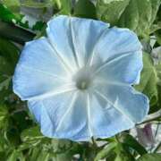 ヒメ日記 2025/07/24 13:48 投稿 すみれ 北九州人妻倶楽部（三十路、四十路、五十路）