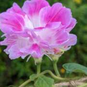 ヒメ日記 2025/08/22 12:27 投稿 すみれ 北九州人妻倶楽部（三十路、四十路、五十路）