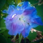 ヒメ日記 2025/08/26 11:21 投稿 すみれ 北九州人妻倶楽部（三十路、四十路、五十路）