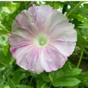 ヒメ日記 2025/08/28 22:48 投稿 すみれ 北九州人妻倶楽部（三十路、四十路、五十路）