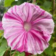 ヒメ日記 2025/08/29 08:33 投稿 すみれ 北九州人妻倶楽部（三十路、四十路、五十路）