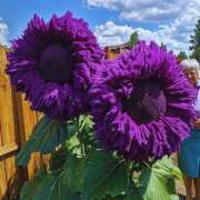 ヒメ日記 2025/08/30 14:36 投稿 すみれ 北九州人妻倶楽部（三十路、四十路、五十路）