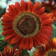 ヒメ日記 2025/09/01 12:21 投稿 すみれ 北九州人妻倶楽部（三十路、四十路、五十路）