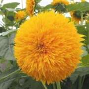 ヒメ日記 2025/09/02 12:39 投稿 すみれ 北九州人妻倶楽部（三十路、四十路、五十路）