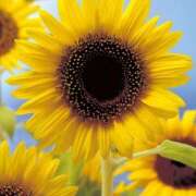 ヒメ日記 2025/09/04 12:12 投稿 すみれ 北九州人妻倶楽部（三十路、四十路、五十路）