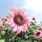 ヒメ日記 2025/09/05 16:15 投稿 すみれ 北九州人妻倶楽部（三十路、四十路、五十路）