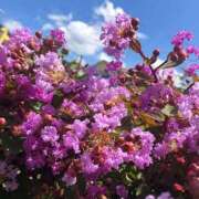 ヒメ日記 2025/09/07 18:33 投稿 すみれ 北九州人妻倶楽部（三十路、四十路、五十路）