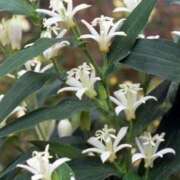 ヒメ日記 2025/09/09 08:33 投稿 すみれ 北九州人妻倶楽部（三十路、四十路、五十路）