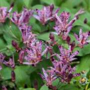 ヒメ日記 2025/09/11 03:24 投稿 すみれ 北九州人妻倶楽部（三十路、四十路、五十路）