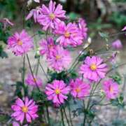 ヒメ日記 2025/09/13 09:27 投稿 すみれ 北九州人妻倶楽部（三十路、四十路、五十路）