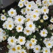 ヒメ日記 2025/09/14 16:21 投稿 すみれ 北九州人妻倶楽部（三十路、四十路、五十路）