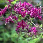 ヒメ日記 2025/09/15 10:21 投稿 すみれ 北九州人妻倶楽部（三十路、四十路、五十路）