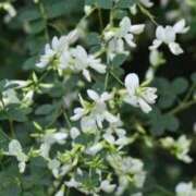 ヒメ日記 2025/09/16 11:15 投稿 すみれ 北九州人妻倶楽部（三十路、四十路、五十路）