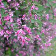 ヒメ日記 2025/09/17 13:03 投稿 すみれ 北九州人妻倶楽部（三十路、四十路、五十路）