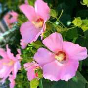 ヒメ日記 2025/09/18 06:45 投稿 すみれ 北九州人妻倶楽部（三十路、四十路、五十路）