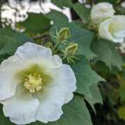 ヒメ日記 2025/09/19 13:00 投稿 すみれ 北九州人妻倶楽部（三十路、四十路、五十路）