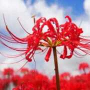 ヒメ日記 2025/09/20 17:06 投稿 すみれ 北九州人妻倶楽部（三十路、四十路、五十路）