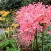 ヒメ日記 2025/09/21 22:12 投稿 すみれ 北九州人妻倶楽部（三十路、四十路、五十路）