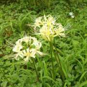 ヒメ日記 2025/09/22 06:30 投稿 すみれ 北九州人妻倶楽部（三十路、四十路、五十路）