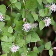 ヒメ日記 2025/09/25 09:00 投稿 すみれ 北九州人妻倶楽部（三十路、四十路、五十路）