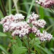 ヒメ日記 2025/09/28 16:12 投稿 すみれ 北九州人妻倶楽部（三十路、四十路、五十路）