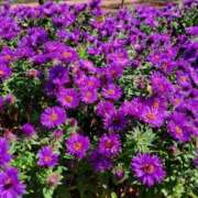 ヒメ日記 2025/09/29 09:27 投稿 すみれ 北九州人妻倶楽部（三十路、四十路、五十路）