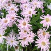 ヒメ日記 2025/09/30 20:48 投稿 すみれ 北九州人妻倶楽部（三十路、四十路、五十路）