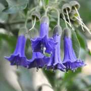 ヒメ日記 2025/10/02 11:15 投稿 すみれ 北九州人妻倶楽部（三十路、四十路、五十路）