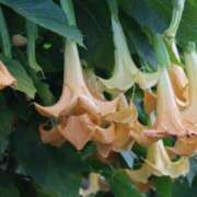 ヒメ日記 2025/10/04 17:09 投稿 すみれ 北九州人妻倶楽部（三十路、四十路、五十路）