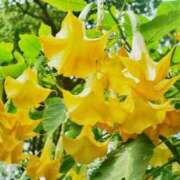 ヒメ日記 2025/10/06 15:15 投稿 すみれ 北九州人妻倶楽部（三十路、四十路、五十路）