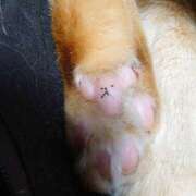 すみれ 北九州にクマさんが出没 北九州人妻倶楽部（三十路、四十路、五十路）